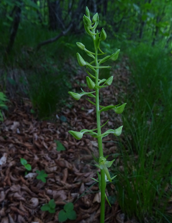 Platanthera bifolia o P. chlorantha ?.....bifolia !